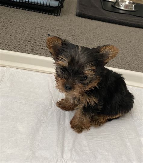 yorkie puppies for sale in nashville tennessee|yorkie puppies for sale near me.